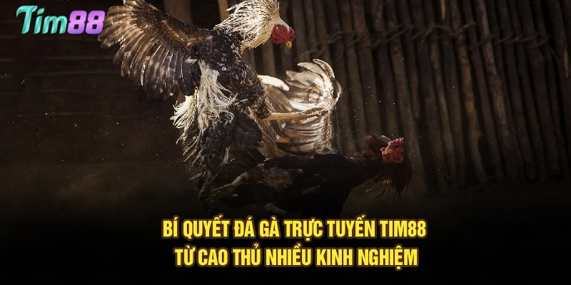 Bí quyết đá gà trực tuyến Tim88 từ cao thủ nhiều kinh nghiệm