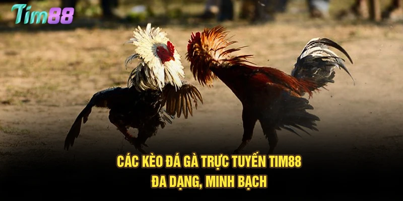 Các kèo đá gà trực tuyến Tim88 đa dạng, minh bạch