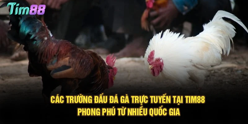 Các trường đấu đá gà trực tuyến tại Tim88 phong phú từ nhiều quốc gia