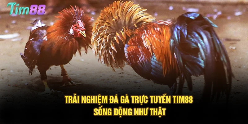 Trải nghiệm đá gà trực tuyến Tim88 sống động như thật